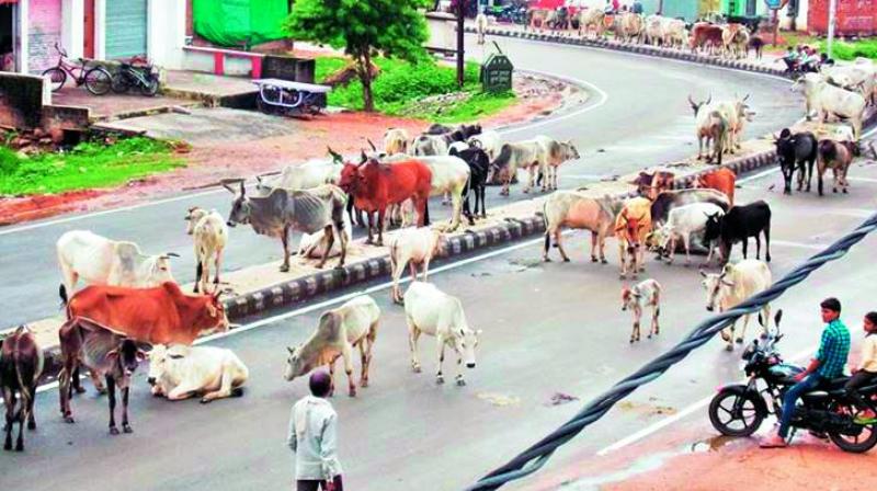 Stray cows are also posing a major traffic hazard.