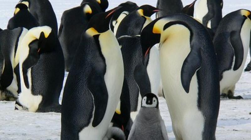 King penguins seem to be able to move around quite a lot to find the safest breeding locations when things turn grim. (Photo: Pixabay)