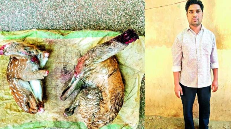 Syed Zameer was found possessing the carcasses of two deers.