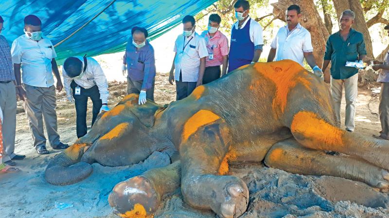 A medical team led by Professor of the Department of Veterinary Clinical Medicine of Tanuvas, Jayathangaraj and doctors from the Veterinary College and Research Institute, Namakkal, Vijyakumar and Kumaresan visited the temple on Wednesday and examined the elephant.