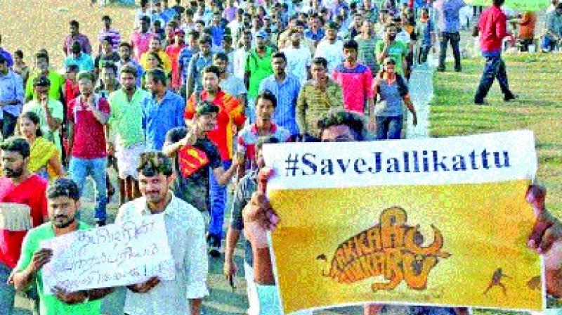 The Jallikattu protests had gathered a momentum of their own from end of December 2016 and exploded on to the Chennai scene with a youthful vigour. (Photo: DC)