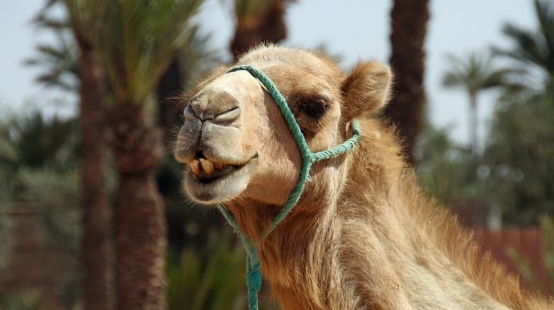 Camel herders have long known that the urine of camels infected with trypanosomes has a pungent odour, and is reddish brown in colour. (Photo: Pixabay)