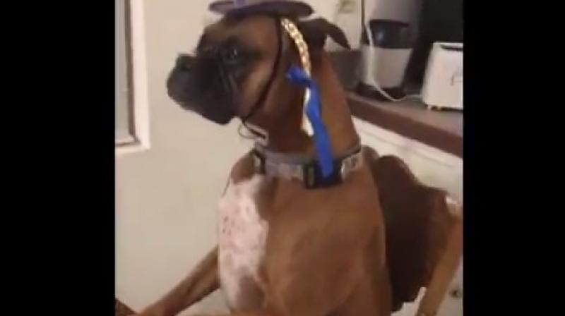 Kansas college student Ryan Thomas has garnered nearly 200,000 retweets for his video of a boxer named Boston sitting perfectly still while wearing costumes. (Credit