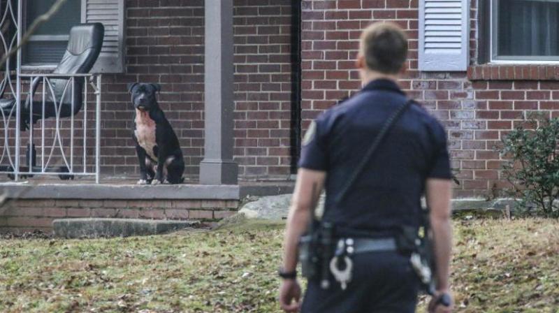 A Spanish man has been mauled to death in what police believe was a vicious attack by his neighbours five dogs. (Photo: AP/Representational)