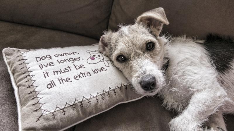 Pets can help people with mental health issues. (Photo: Pixabay)