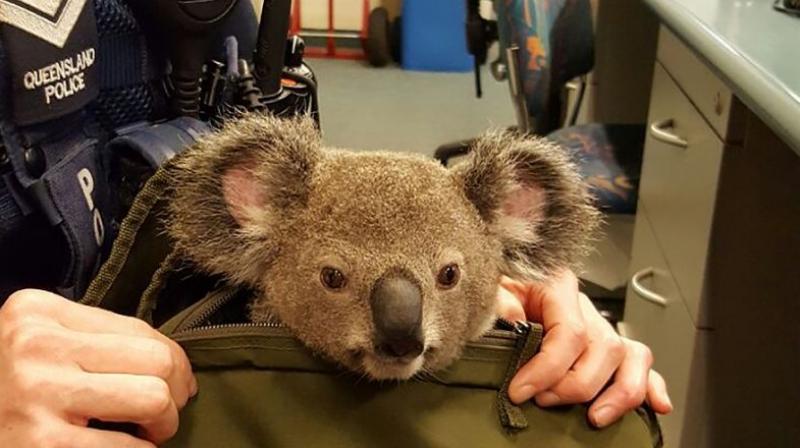 The koala believed to be about six months of age seemed to be in good health, although a bit dehydrated. (Photo: AFP)