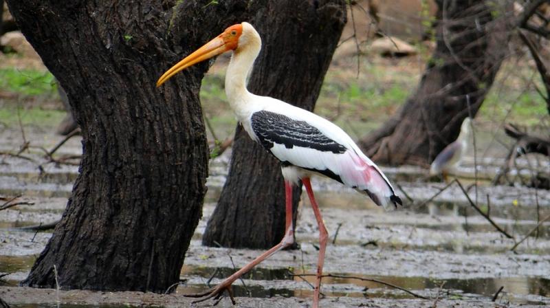The viscera and other body parts of the painted storks were sent to Jabalpur and Bhopal based laboratories for testing. (Representational Image)
