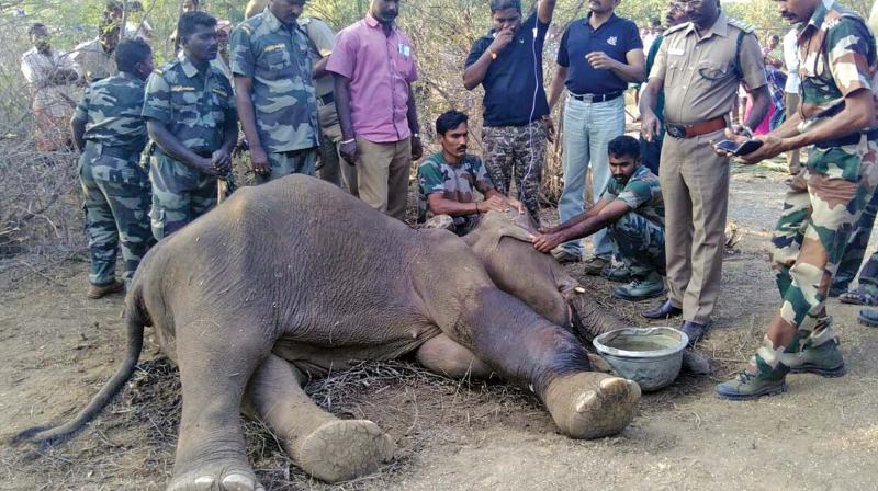 Forest  veterinary doctor treats the injured elephant  near  Karamadai forest in Coimbatore (Photo: DC)