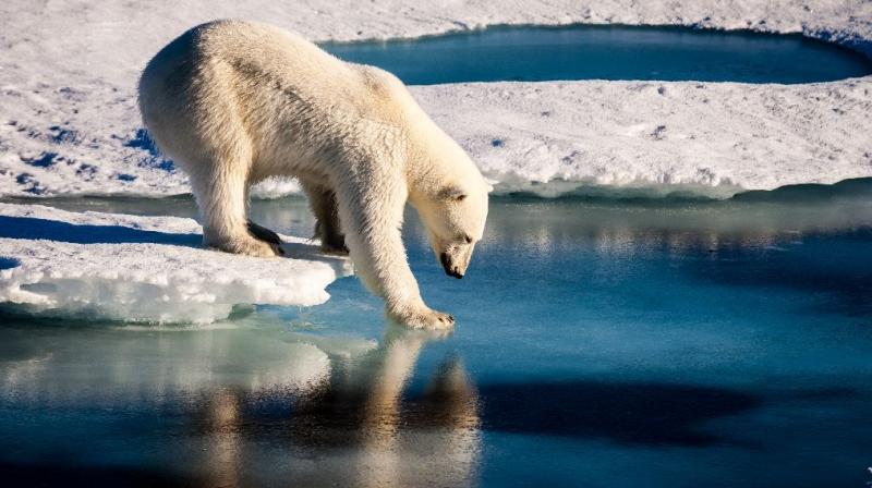 Polar bears were listed as threatened under the Endangered Species Act in 2008 because of the loss of sea-ice habitat (Photo: AFP)