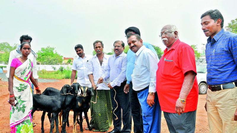 Joint collector A MD Imtiaz presents goats to families of TB patients as part of livelihood initiative on behalf of an NGO, World Vision India, at Nellore on Friday. (Photo: DC)