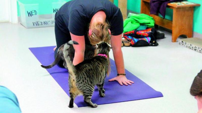 Keeping the cats off the mats is a herculean task for the women. (Image: Via Web)
