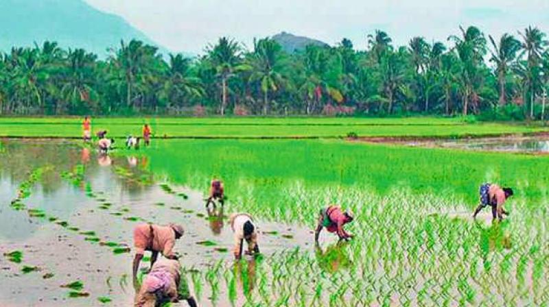 Rajahmundry: Paddy farmers assured of water for 71 per cent of area