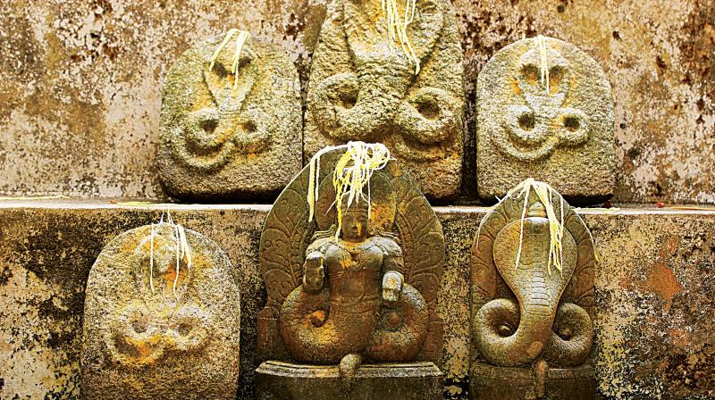 The snakes and stone idols representing the snake gods are found in abundance here.
