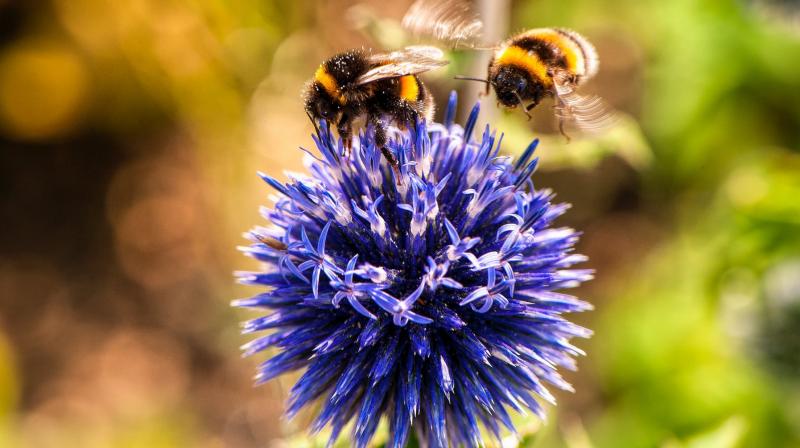 Spying on bees reveals pesticides impair social behaviour. (Photo: Pixabay)