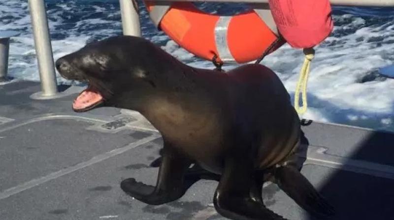 The Coast Guard says a Los Angeles-area crew on patrol pulled the sea lion free Saturday near Newport Harbor. (Photo: Facebook)