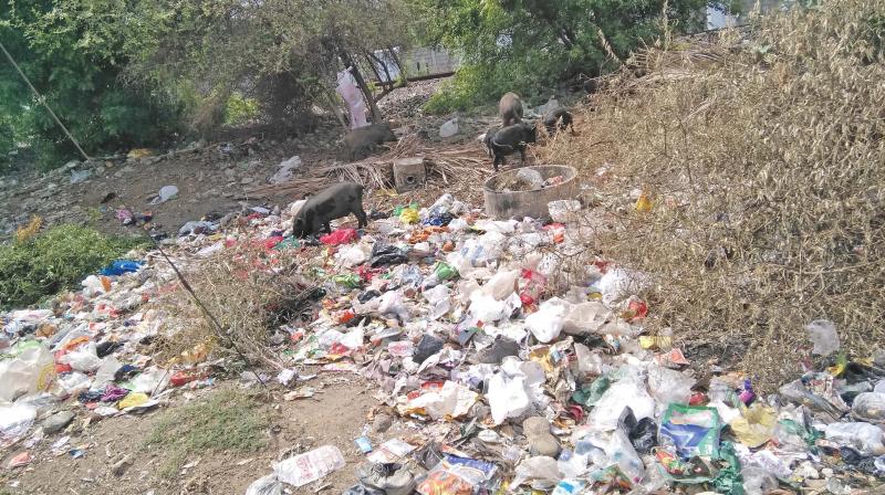 Pig menace at Perungalathur irks residents. (Photo: DC)