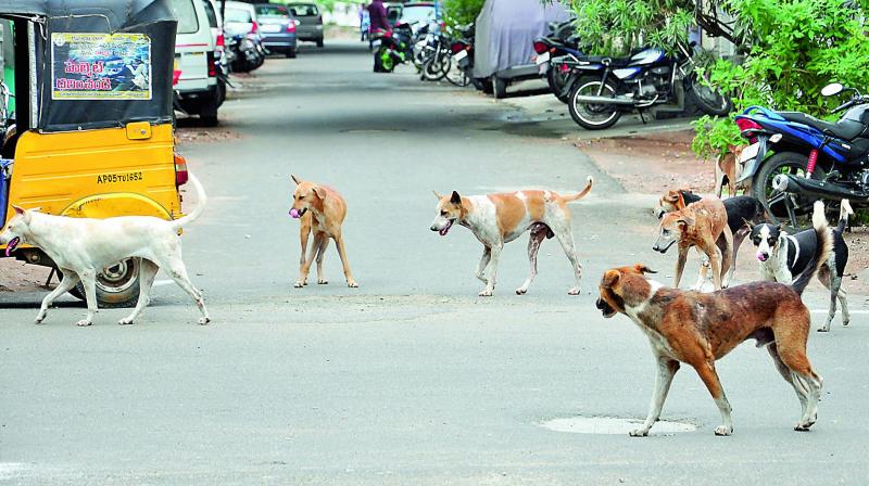 Stray dogs move in a pack in Rajahmundry on Wednesday. (Photo: DC)
