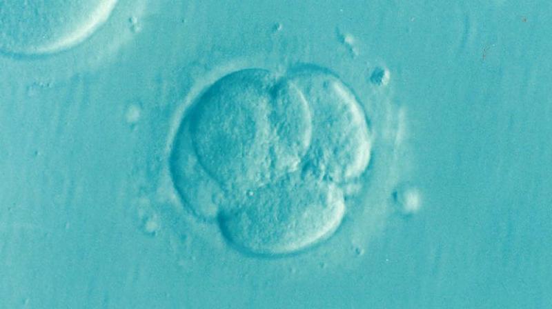 Woman offers to donate embryos to women affected by fertility clinic blunders. (Photo: Pixabay)