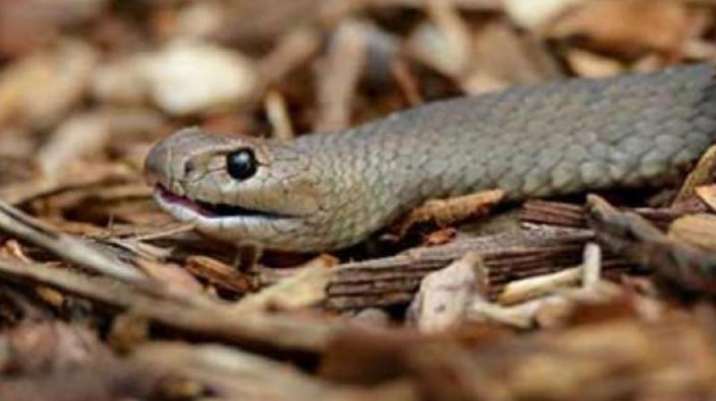Large number of snakes are being killed to cater to the increasing demand for skin and venom for both legal and illegal uses.