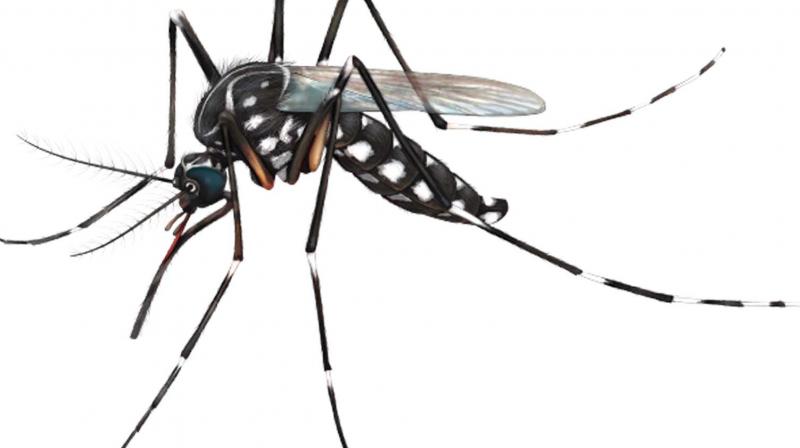 The summer showers has led to increase in mosquito population.