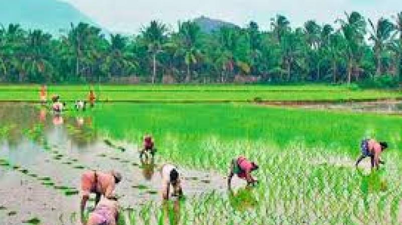 Farmers were seen ploughing, sowing, transplanting seedlings in Thanjavur, Soorakottai, Madigai and Orathanadu areas, with water reaching their areas through the Grand Anicut canal.  (Representational image)