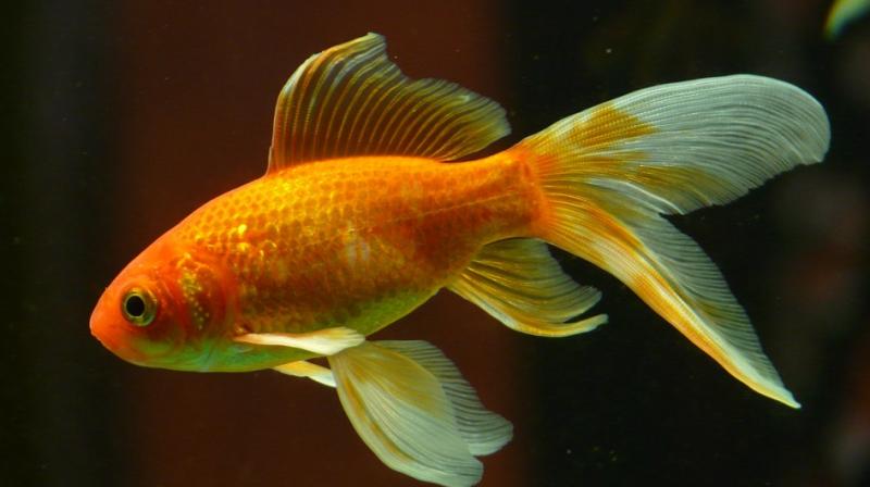 Vet removes one eye of Speckle the goldfish to prevent tumours from regrowing. (Photo: Pixabay)