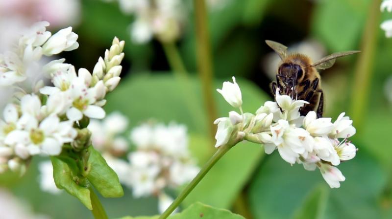 Pollinators contribute some $15 billion to the value of US crop production each year, and they are needed worldwide for one-third of edible crops.