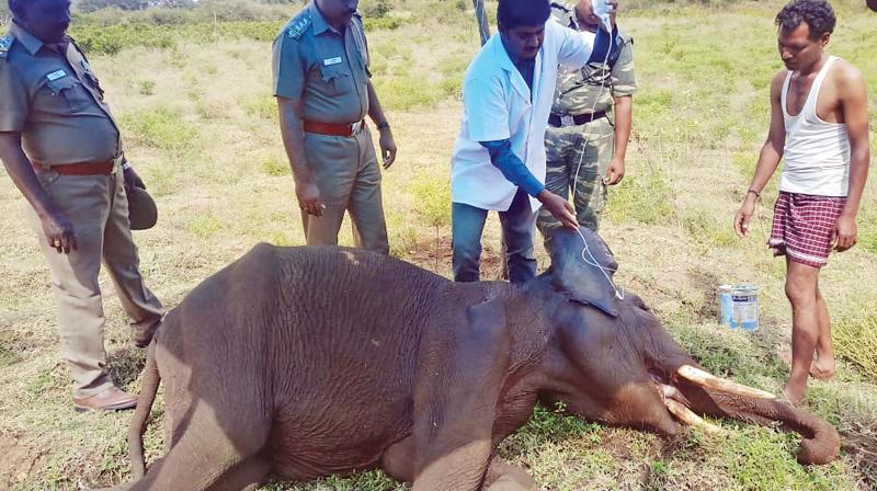 Government veterinary doctor treat the sick  elephant (Photo: DC)