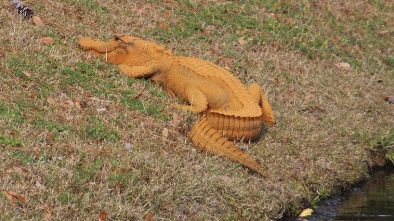 In a photo provided by Stephen Tatum, an orange alligator is seen near a pond in Hanahan, S.C. Photos show the 4- to 5-foot-long alligator on the banks of a retention pond at the Tanner Plantation neighborhood. (Photo: AP)
