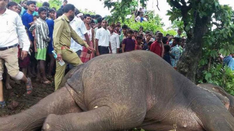A rogue elephant was shot dead in Taljhari forest of the Sahibgunj district in Jharkhand. (AFP)