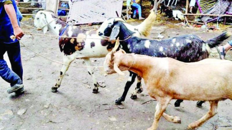 While hearing the petition, the court said that the civic bodys grant of online permission for sacrifice of goats without verification on Bakri-Eid is ridiculous.  (Representation image)