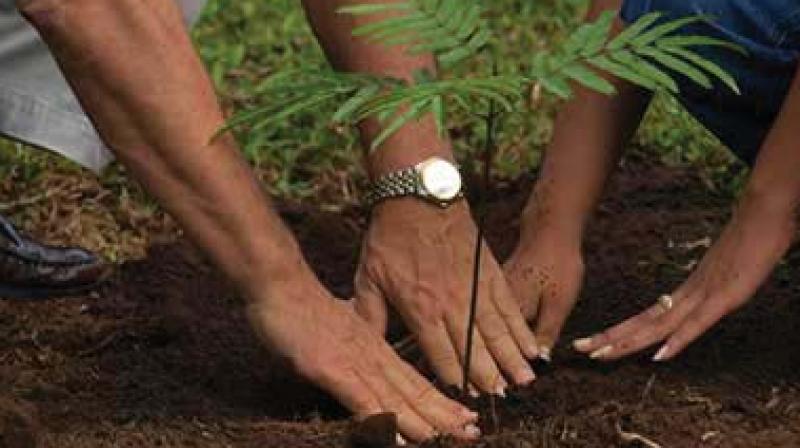 Manoj Rajan, Special Commissioner, BBMP told Deccan Chronicle, â€œBBMP has received over 2.5 lakh requests from citizens and the sapling distribution commenced ten days ago.\