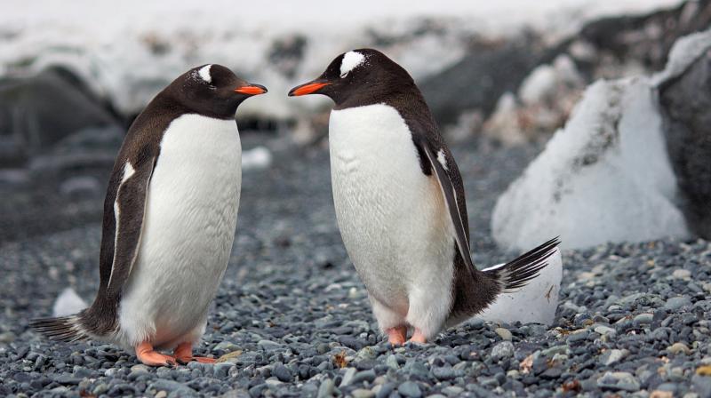 Same-sex penguin couple incubate egg at Sydney aquarium. (Photo: Pixabay)