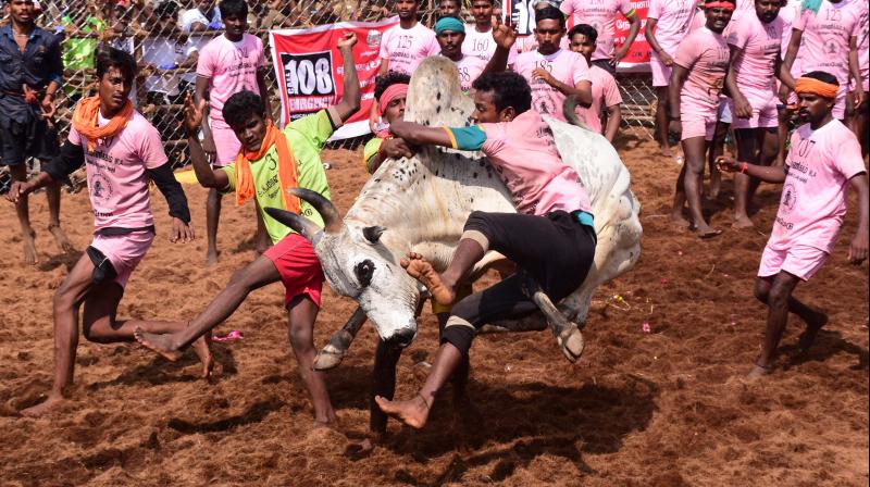 Bull tamers are seen attempting to tame the bull at Palamedu Jallikattu near Madurai on Monday. (Photo: DC)