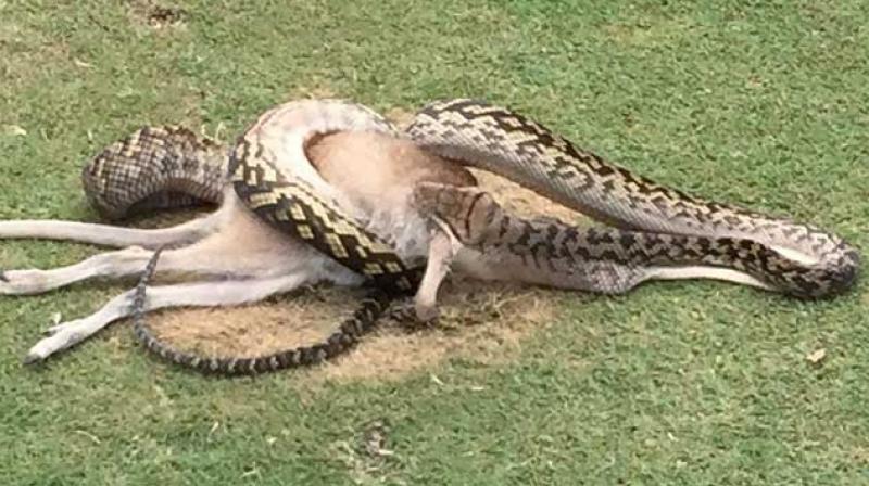 A a four-metre python was seen swallowing a wallaby in a golf course in Australia. (Photo: AFP)