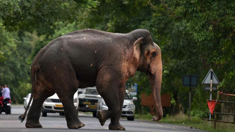 Jharkhands chief forest and wildlife conservator LR Singh said the decision to kill the animal was made after a team failed to tranquilise and capture the elephant during a week-long mission. (Photo: PTI/Representational)