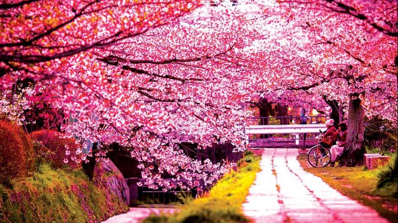 The city comes alive with cherry blossoms