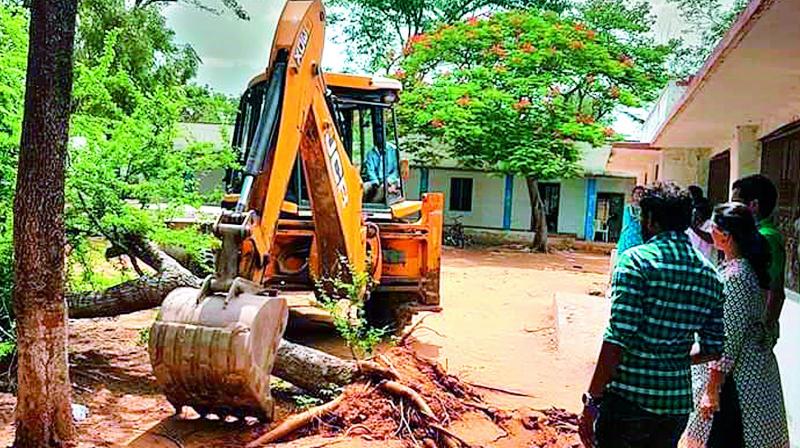 The Jungli jalebi tree being restored in the school campus by the Vata Foundation. (Photo: DC)