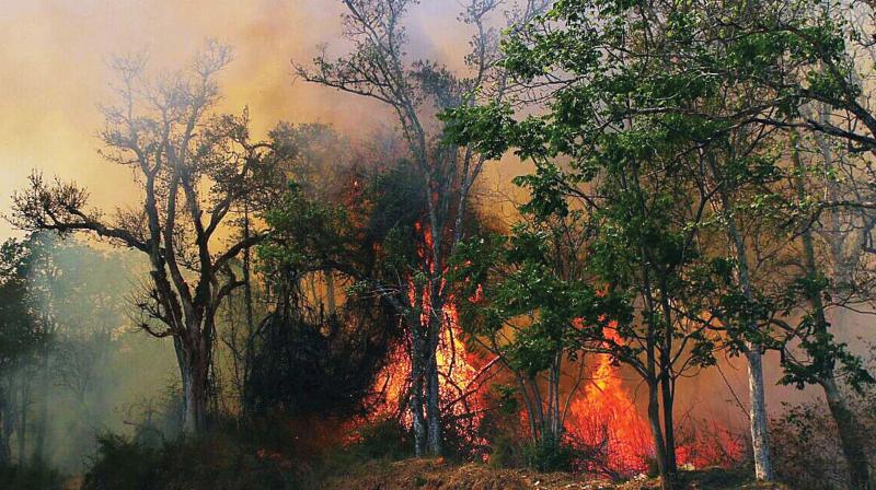The forest fire raging at Aane Kaadu and Aththooru reserve forest in Somwarpet, Kodagu district, has destroyed more than 1,000 acres of forest.