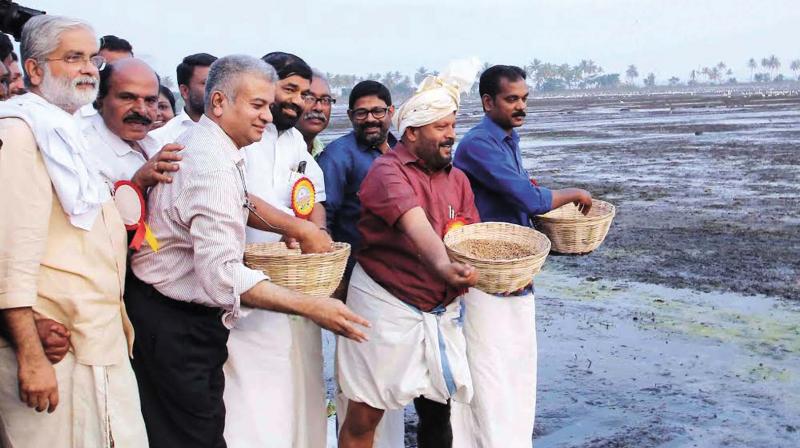 Agriculture minister V.S. Sunil Kumar sows paddy seeds at Methran Kayal on Thursday. Agriculture production commissioner Raju Narayana Swamy, CPM Kottayam district secretary V.N. Vasavan and K. Suresh Kurup, MLA, are also seen.(Photo:  DC)
