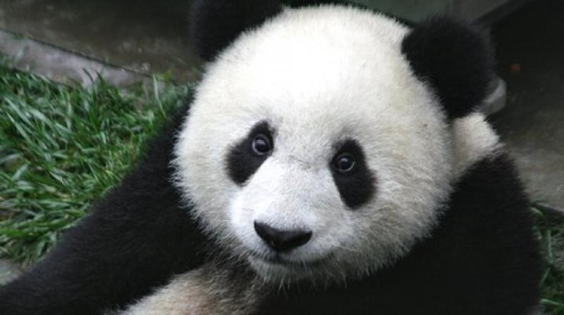 According to the China giant panda breeding technology committee, the population of captive giant pandas has reached 520 worldwide. (Photo: Pixabay)