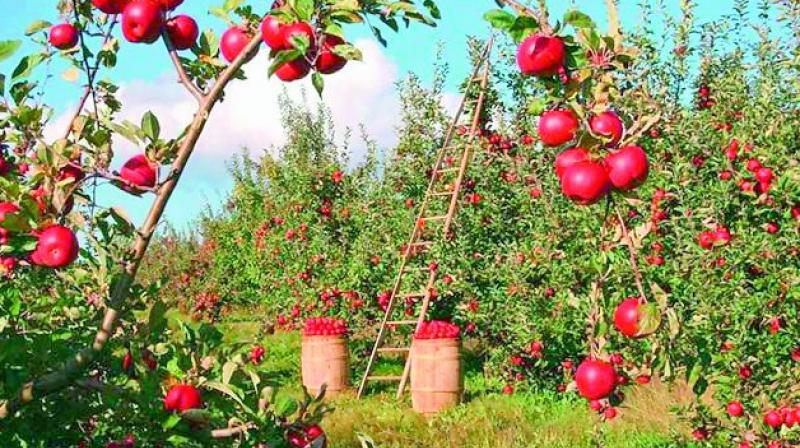 The apple trees  growing in Krasnodar near the Black Sea  are mostly from Italy.