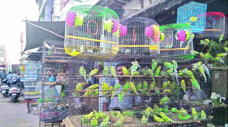 Various kinds of birds kept in cages for sale at Murgi Chowk in Old City on Tuesday. (Photo: DECCAN CHRONICLE)