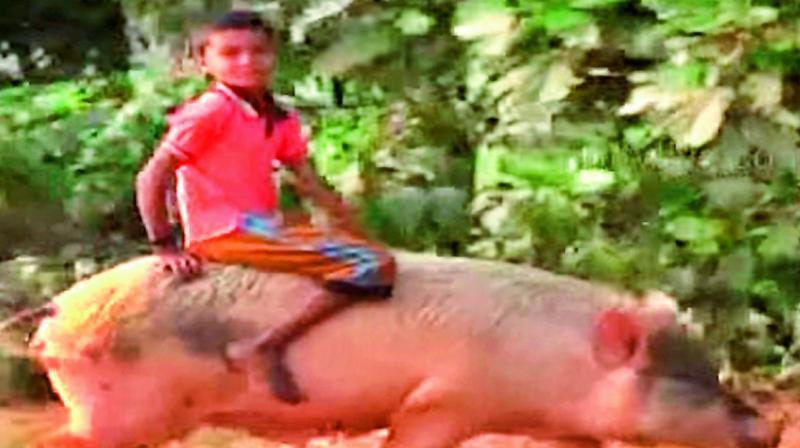 Amaladasu Mahesh goes on a ride on his pig in Kondevaram village of U.Kothapalli mandal in East Godavari.