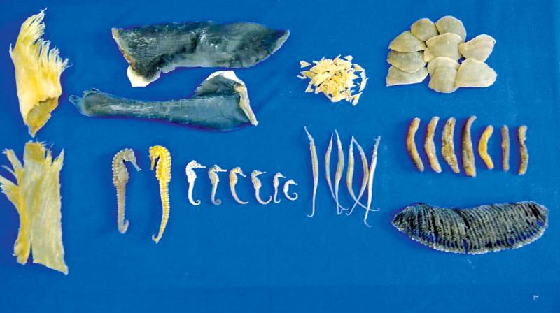 They also informed that the Pangolin scales, Sea Horses, Pipefish and shark fins and other marine wildlife species were procured from Rameswaram coastal area.