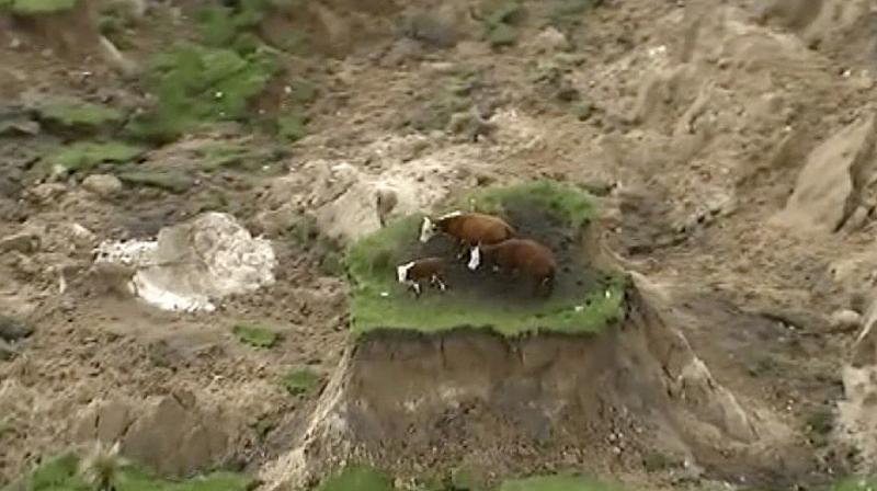 In this image made from video, three cows are stranded on an island of grass in a paddock that had been ripped apart following an earthquake near Kaikoura, New Zealand. (Photo: AP)