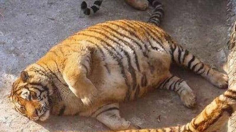 The staff says that tigers putting on weight in winter is a common thing (Photo: Facebook)