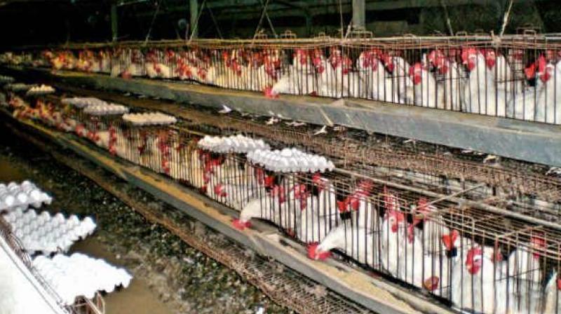 The battery cages are so small that the birds are unable to stand up or spread wings without touching the sides of the cage or other hens or circle without impediment. (Representational image)
