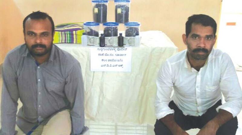 Police said that the duo was arrested near Tavarekere bus stop when they were trying to sell 6.561 kg of hashish oil, also called as ganja oil.