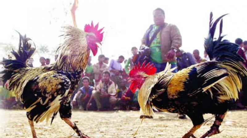 The SC said that police and other officials need not seize the roosters, but they could seize instruments like katti (knife) which is used in cockfights. (Representational image)
